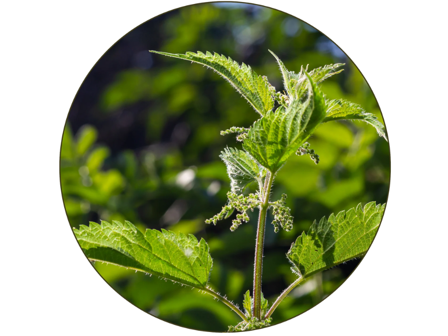 nettle leaf