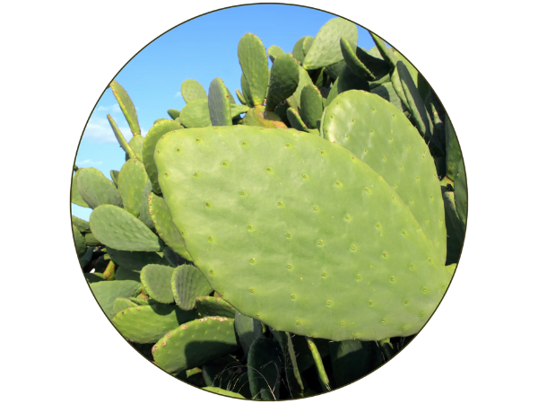 nopal cactus